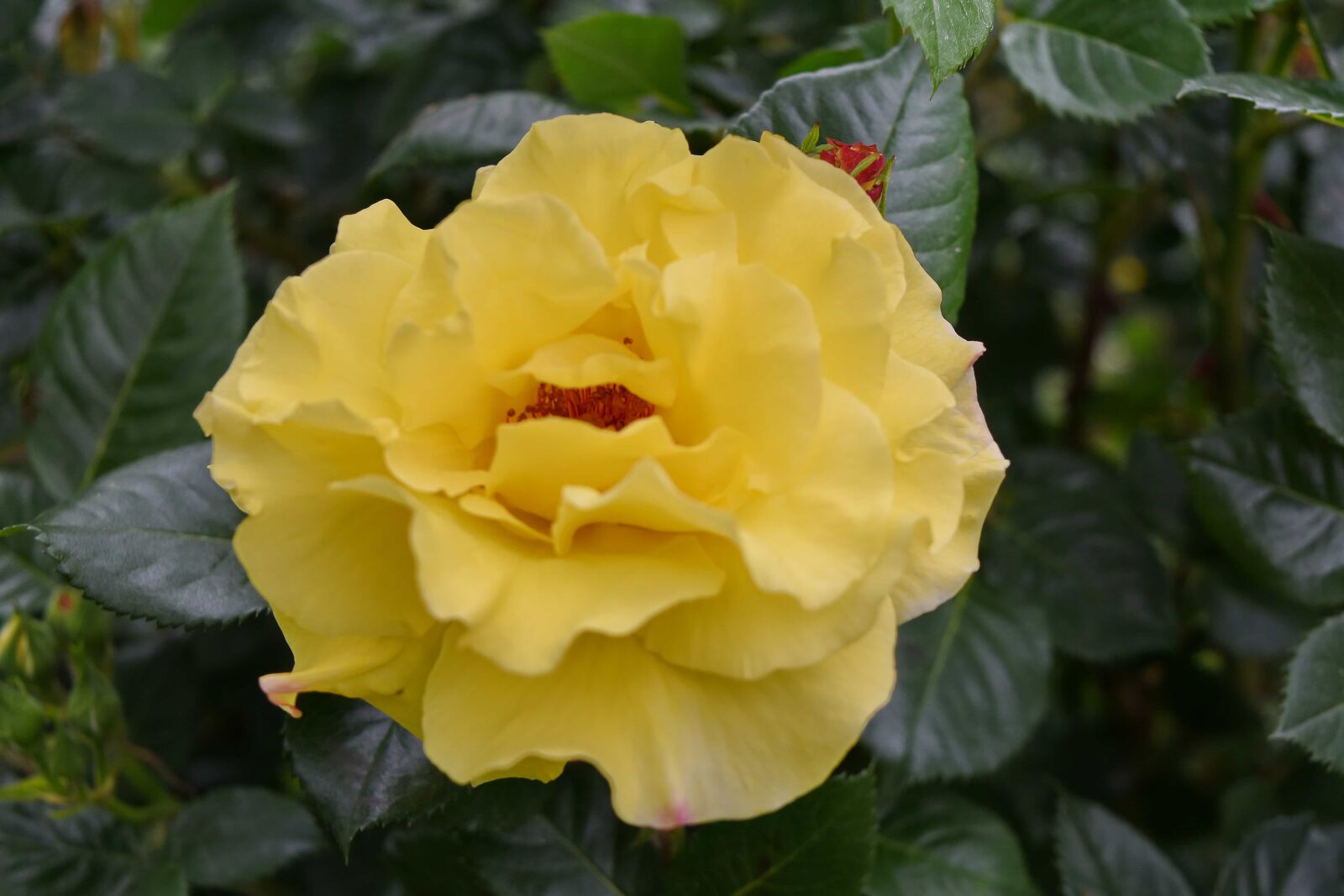 Nikon D5500 sample photo. Green leaf, roses, yellow photography