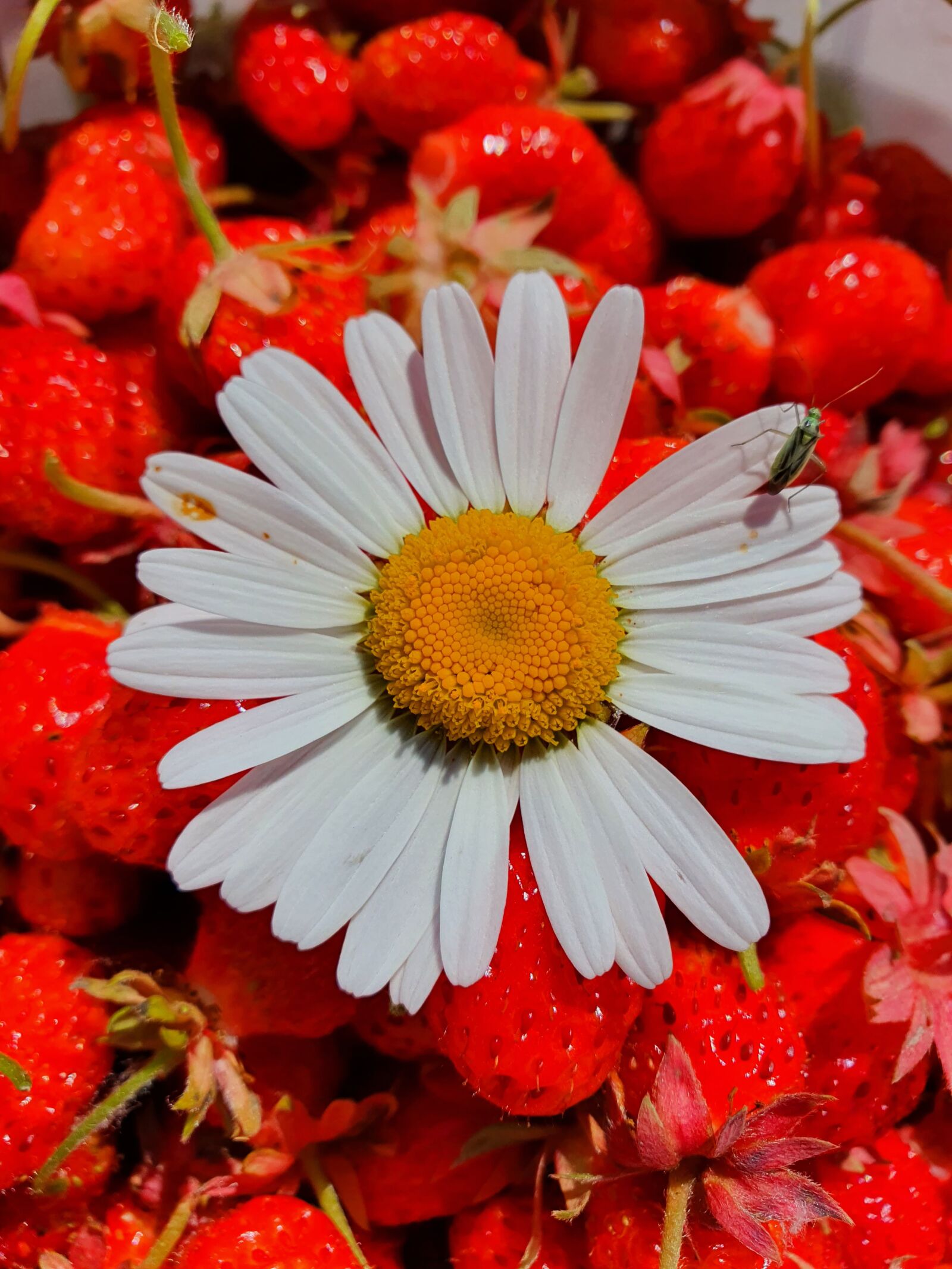 Samsung Galaxy S10 sample photo. Chamomile, berry, strawberry photography