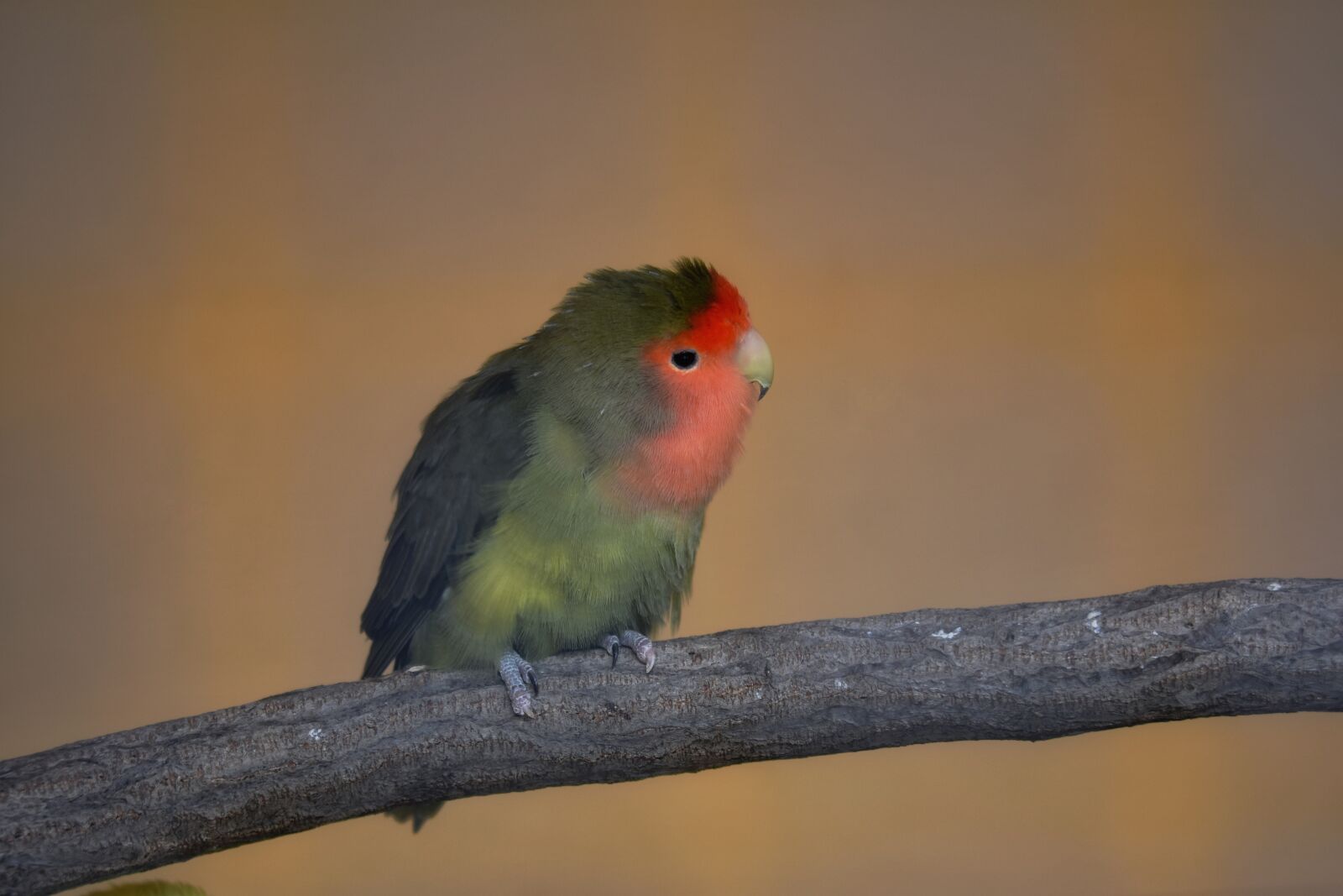 Nikon D7200 sample photo. Animal, bird, parakeet photography