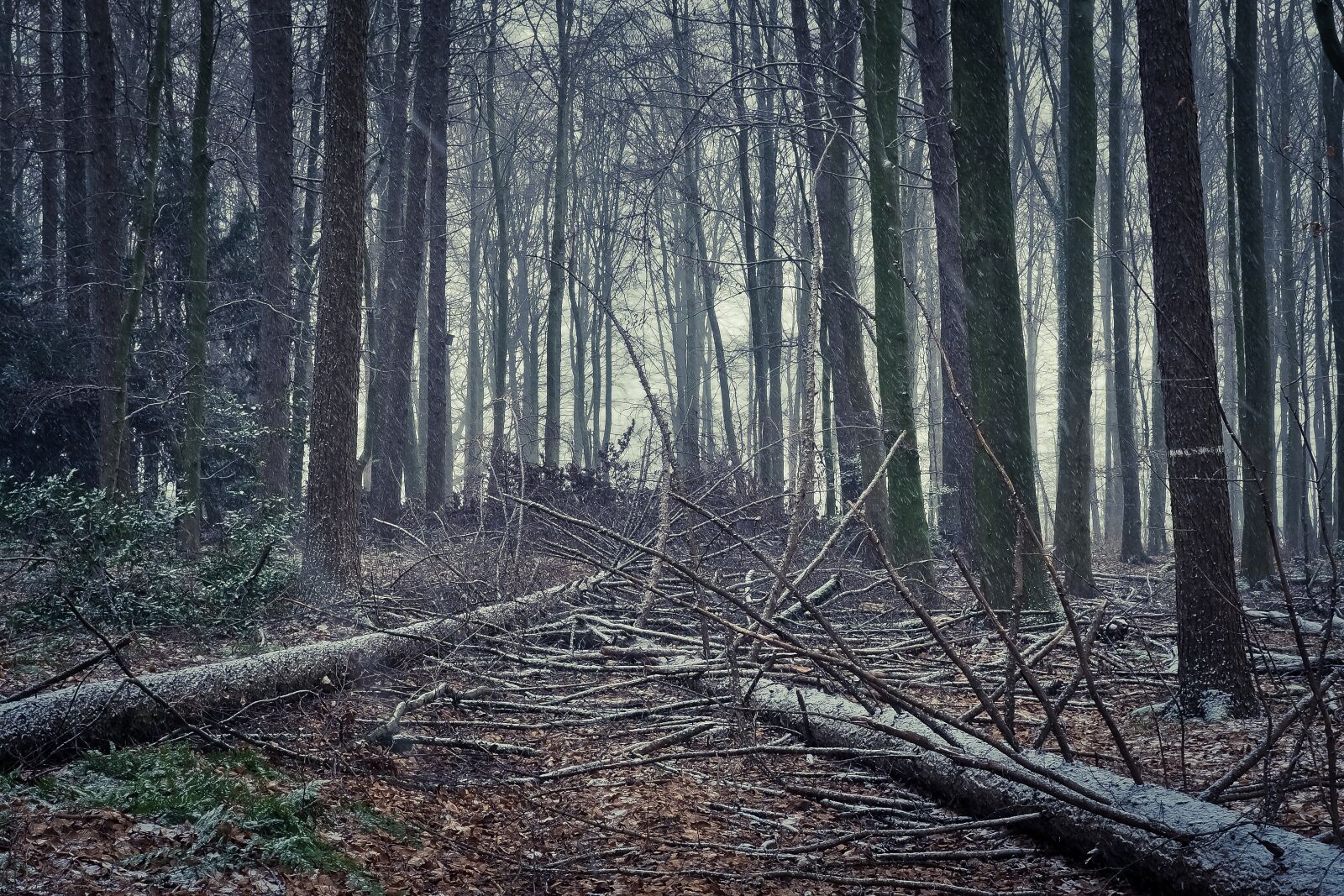 Olympus OM-D E-M10 sample photo. Forest, nature, landscape photography