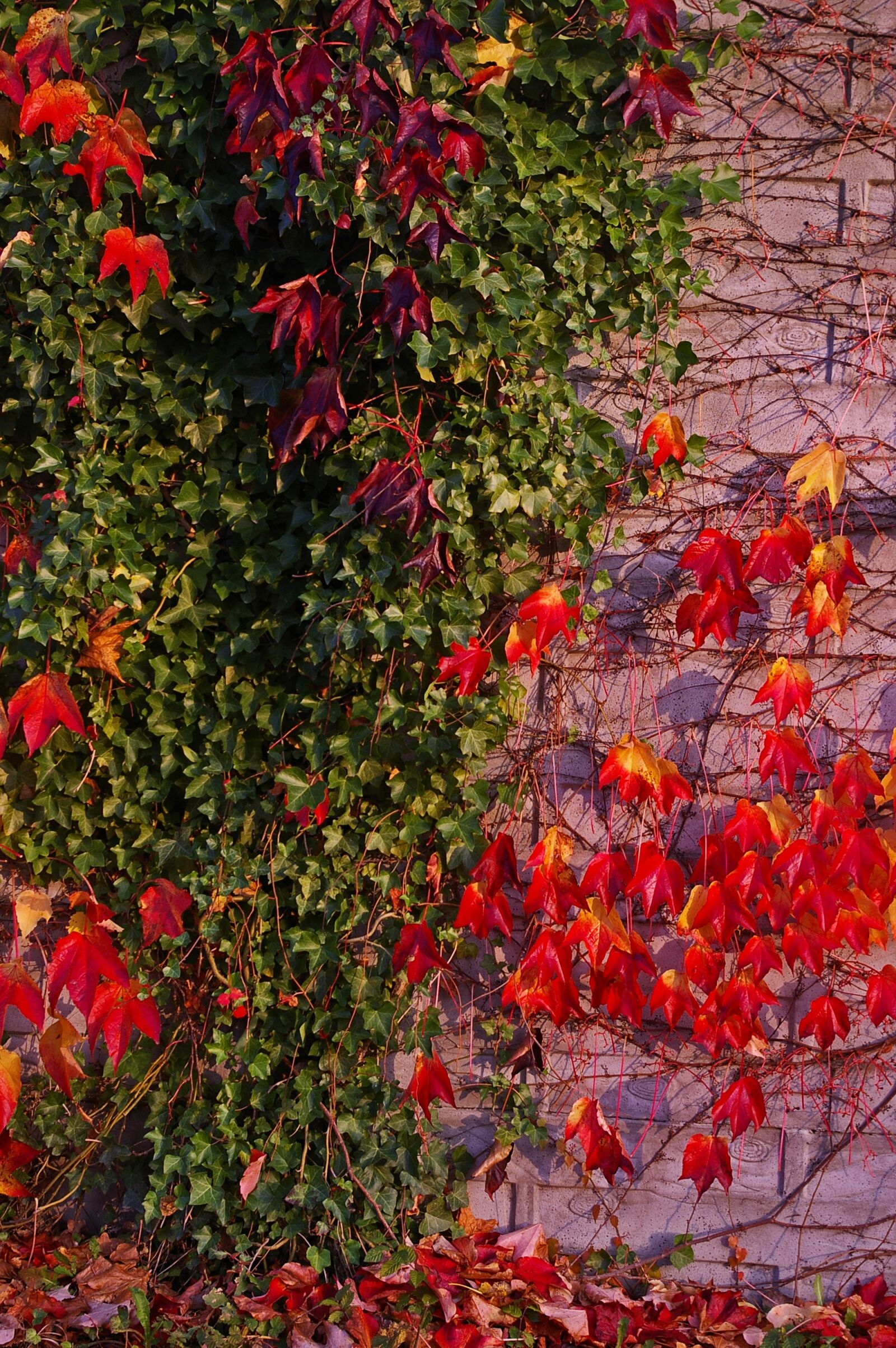 Pentax *ist DL2 sample photo. Autumn, fall foliage, golden photography