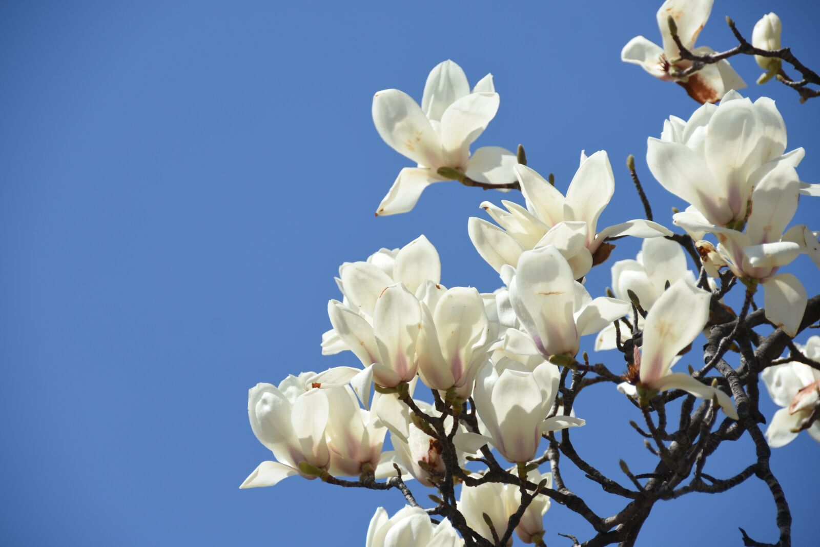 Nikon D7200 sample photo. White, magnolia, white flower photography