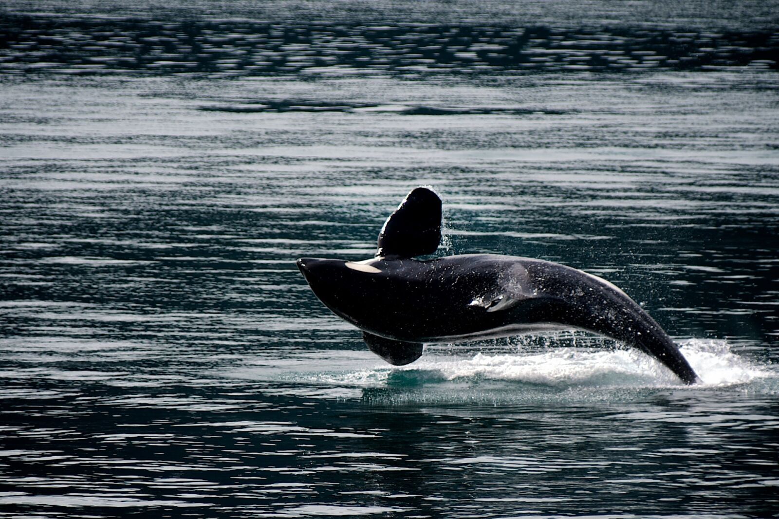 Nikon D300 sample photo. Killer whale, orca, breaching photography