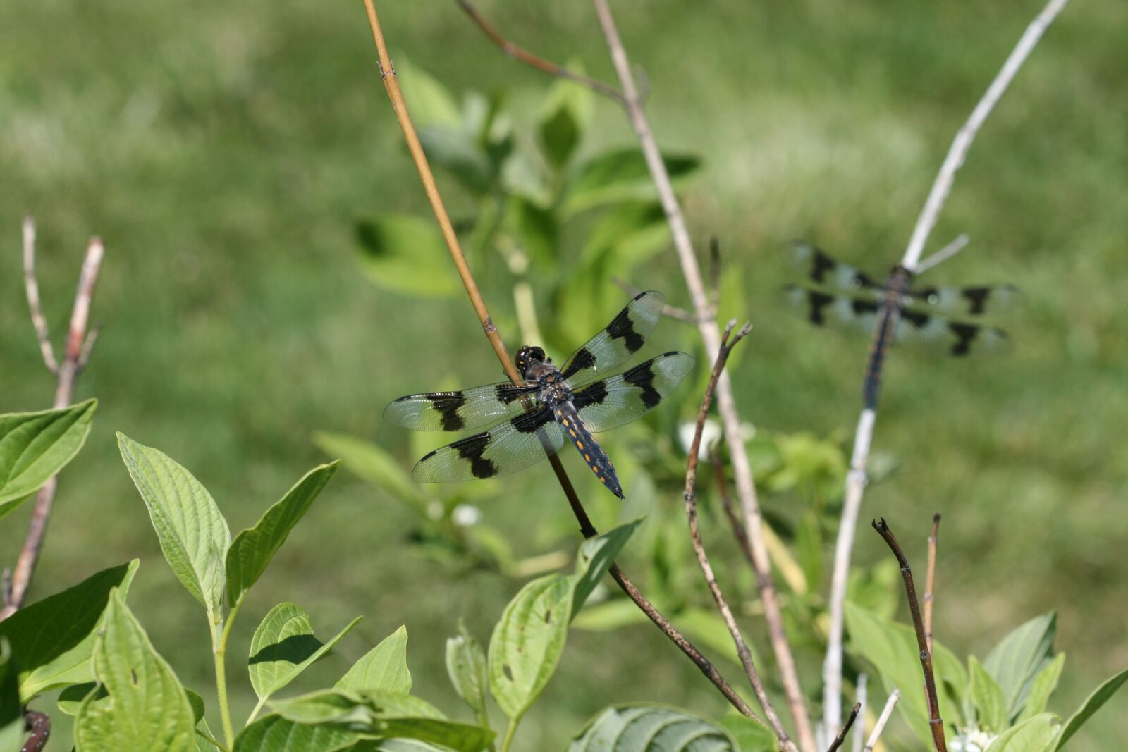 Canon EOS 400D (EOS Digital Rebel XTi / EOS Kiss Digital X) sample photo. Dragonfly, nature, insect photography