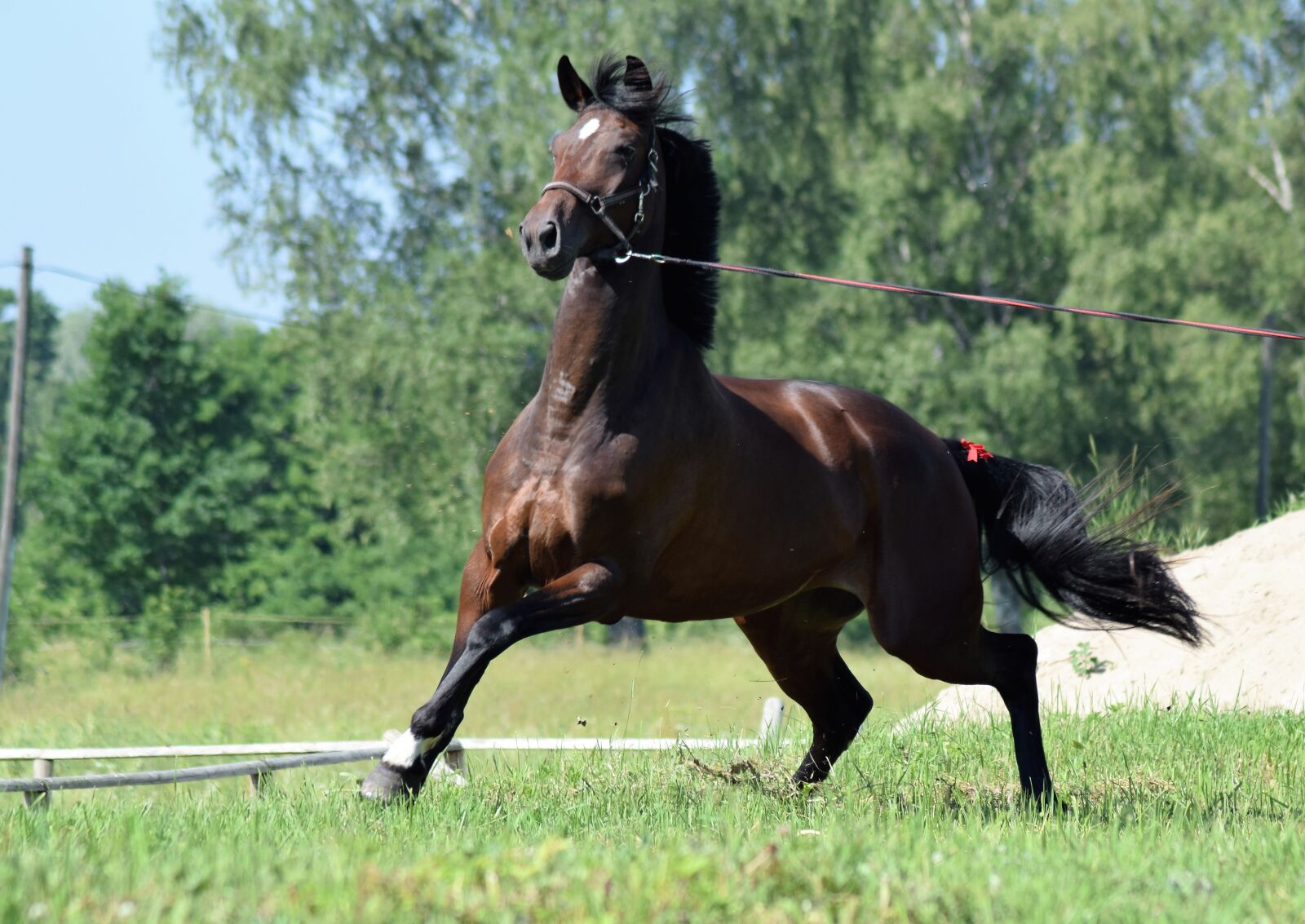 Nikon D3300 sample photo. Horse, stallion, horses running photography