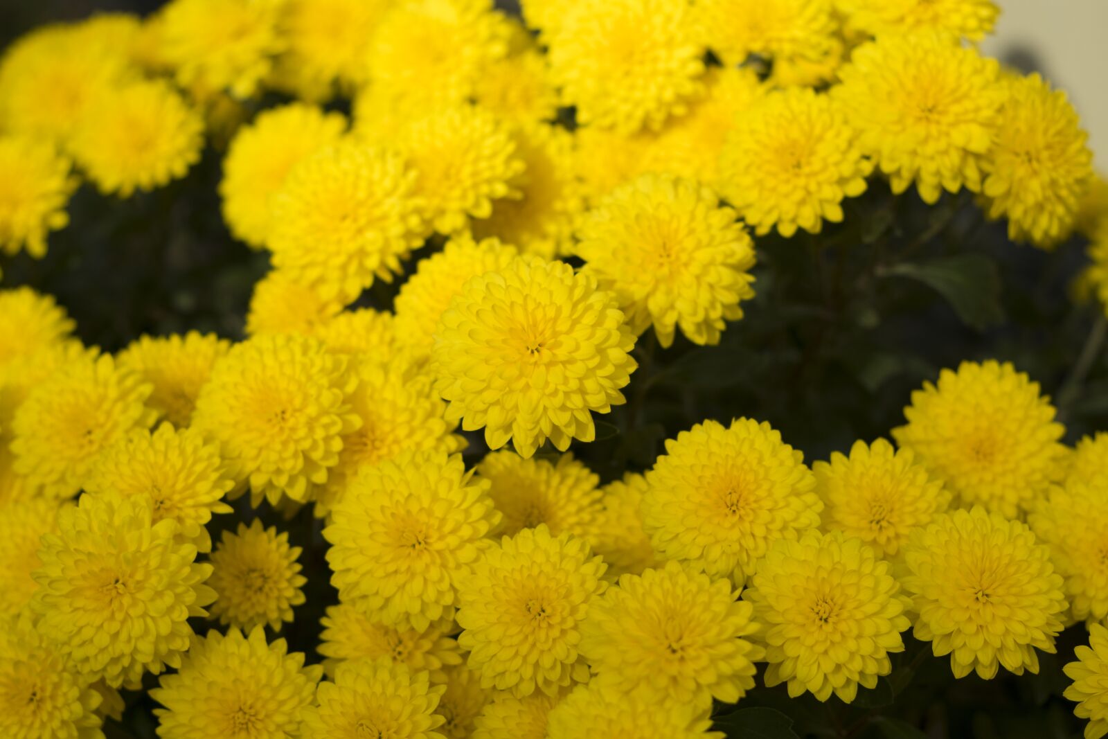 Fujifilm X-T10 sample photo. Flower, chrysanthemum, nature photography