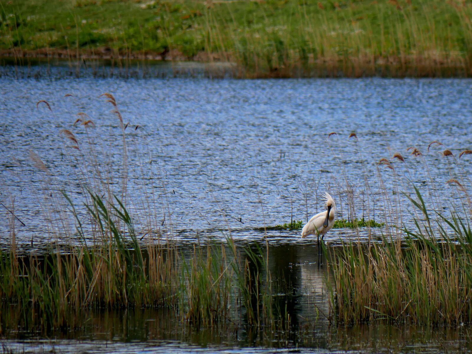 Panasonic Lumix DMC-G85 (Lumix DMC-G80) sample photo. Spoonbill, bird, water photography