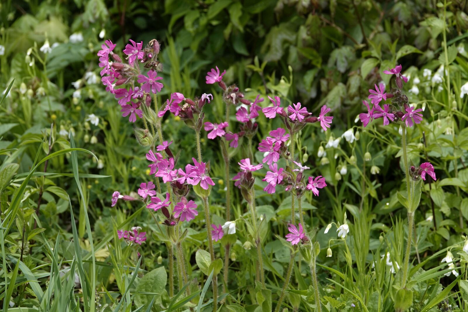 Sony Cyber-shot DSC-RX10 IV sample photo. Wildflowers, meadow, bloom photography