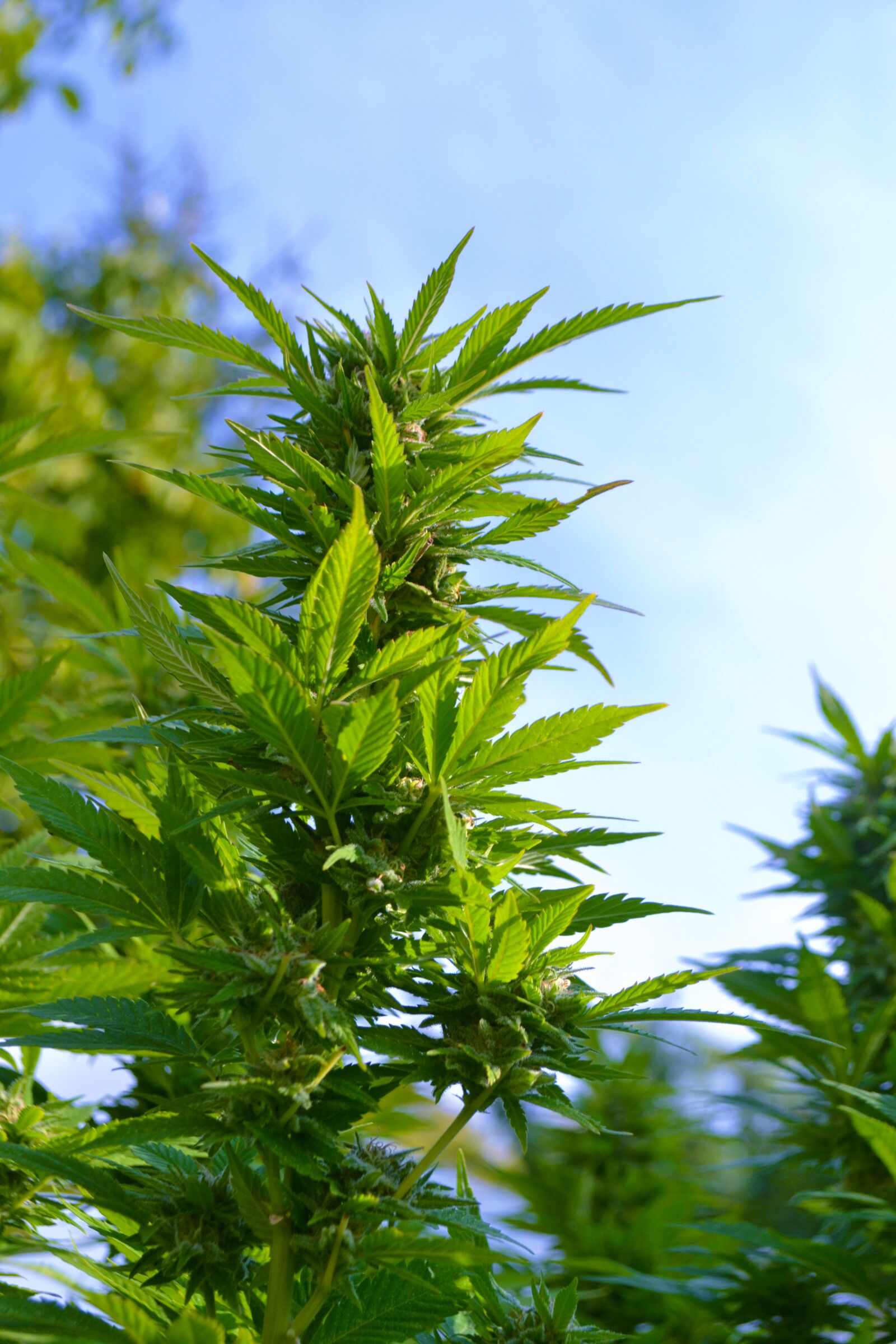 Nikon D3100 sample photo. Grass, ganja, marijuana photography