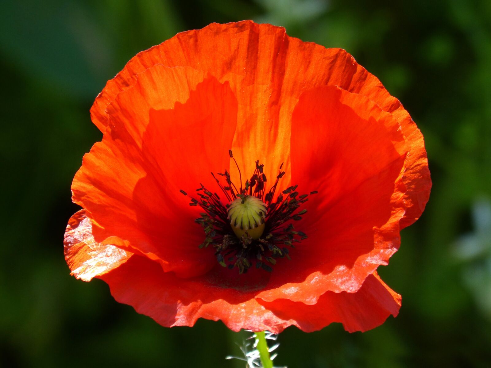 Panasonic DMC-FZ62 sample photo. Poppy, ababol, rosella photography