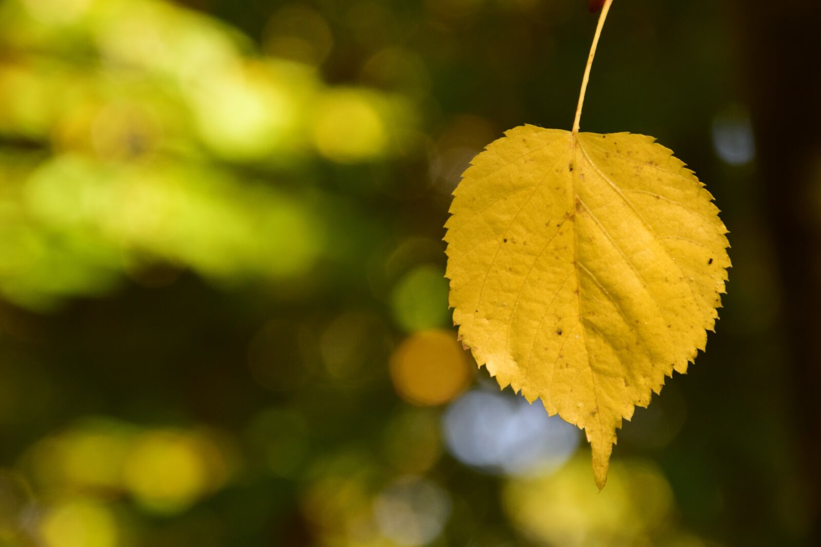 Nikon D3300 sample photo. Leaf, yellow, leaves photography