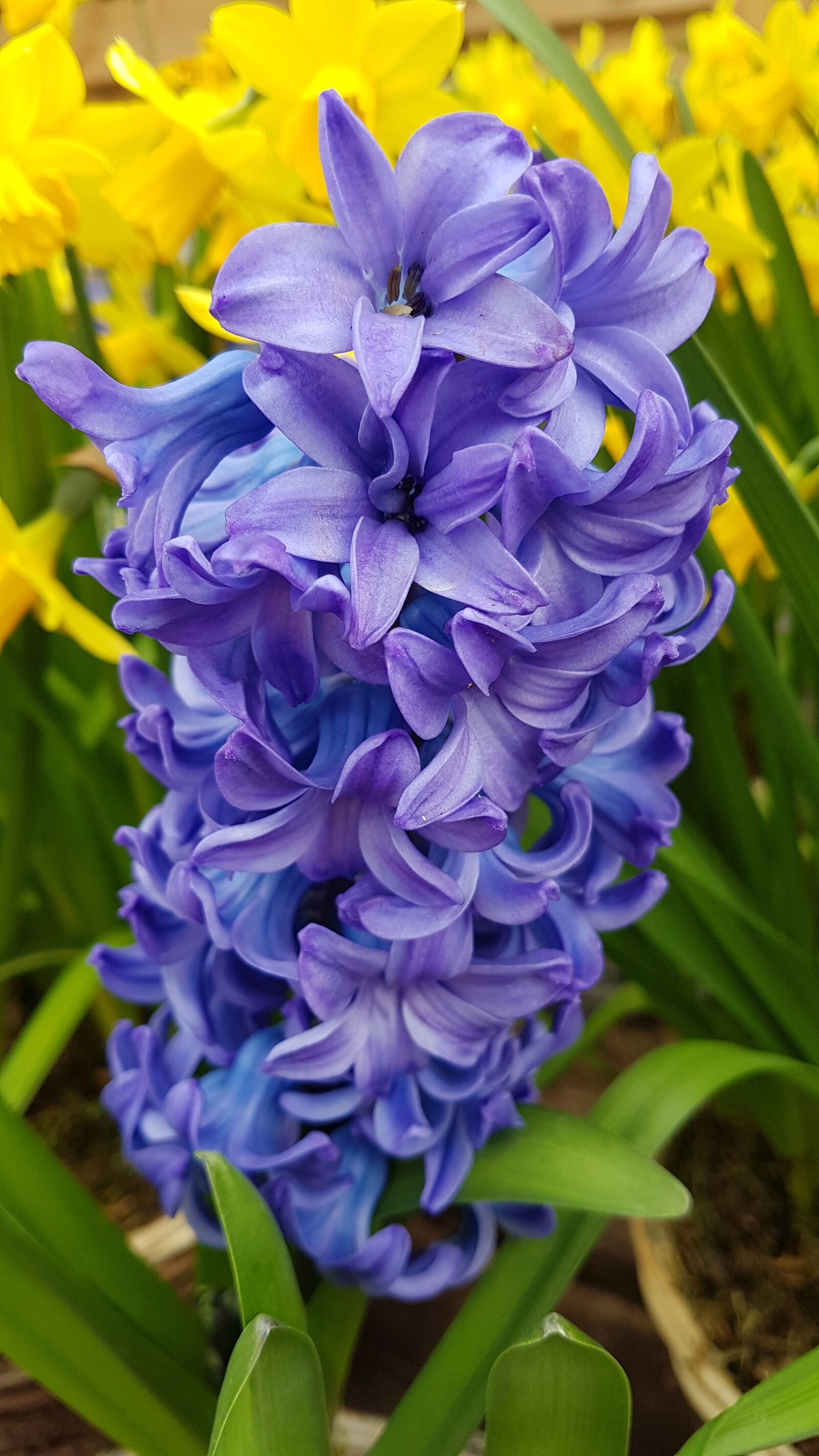 Samsung Galaxy S7 Edge sample photo. Hyacinth, flower, spring photography