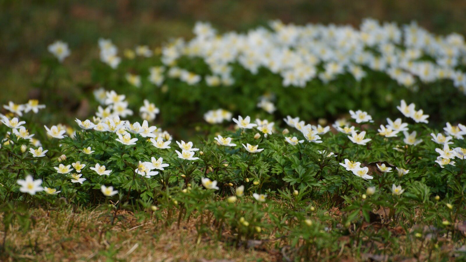 Sony Alpha DSLR-A300 sample photo. Anemones, flowers, wood anemone photography