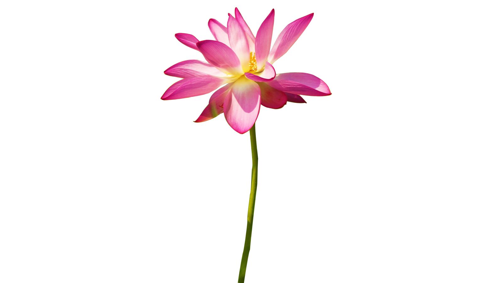 Canon EOS 700D (EOS Rebel T5i / EOS Kiss X7i) sample photo. Cutout, lotus, country photography