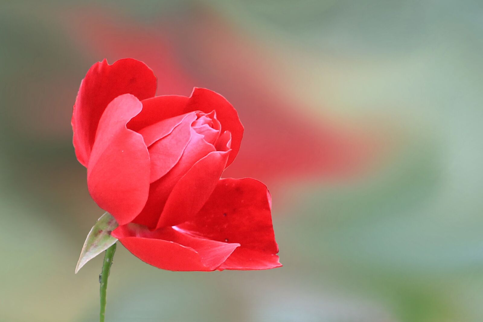 Canon EOS 1100D (EOS Rebel T3 / EOS Kiss X50) sample photo. Rose, red, flower photography