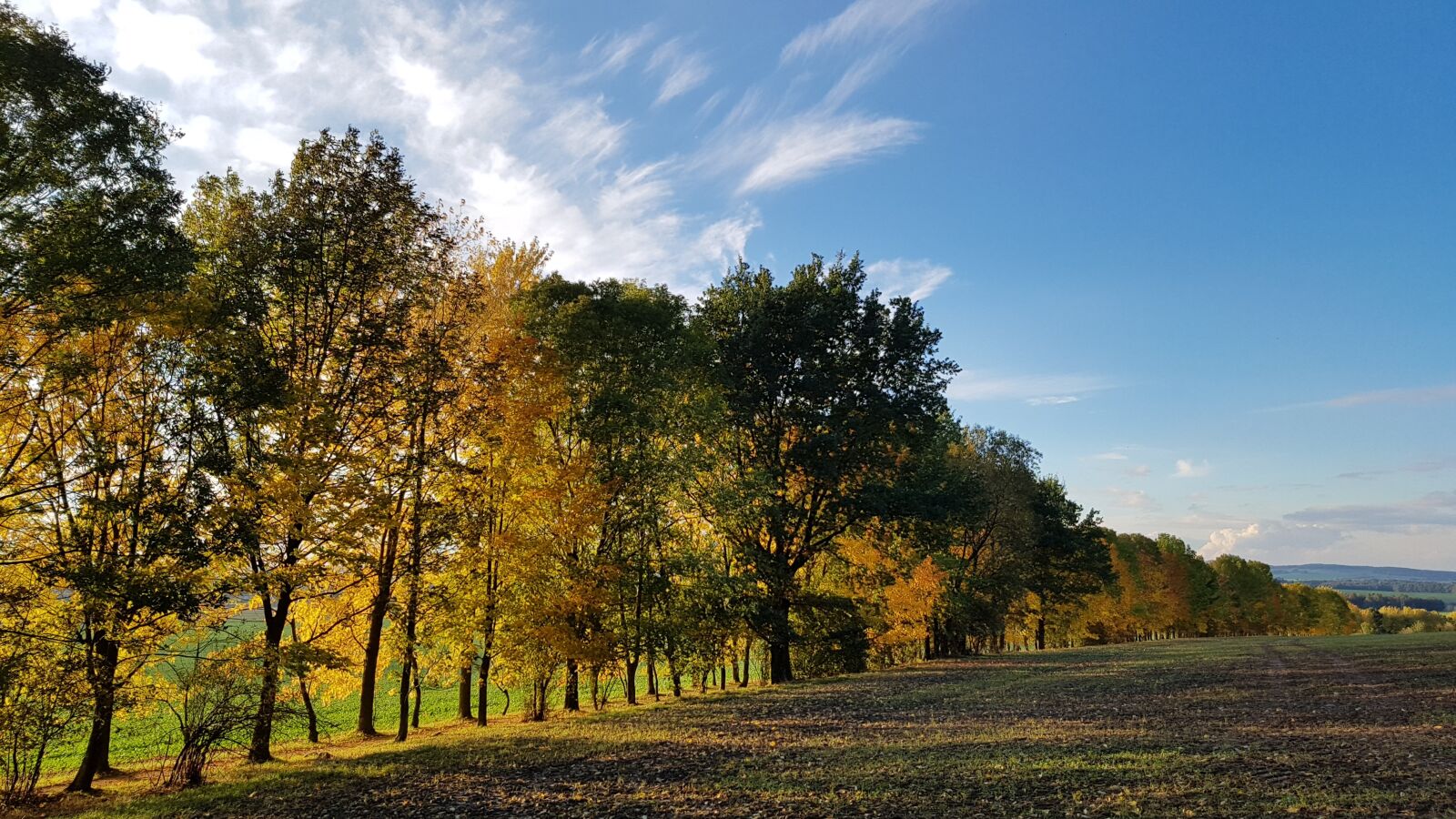 Samsung Galaxy S7 sample photo. Autumn, trees, golden autumn photography
