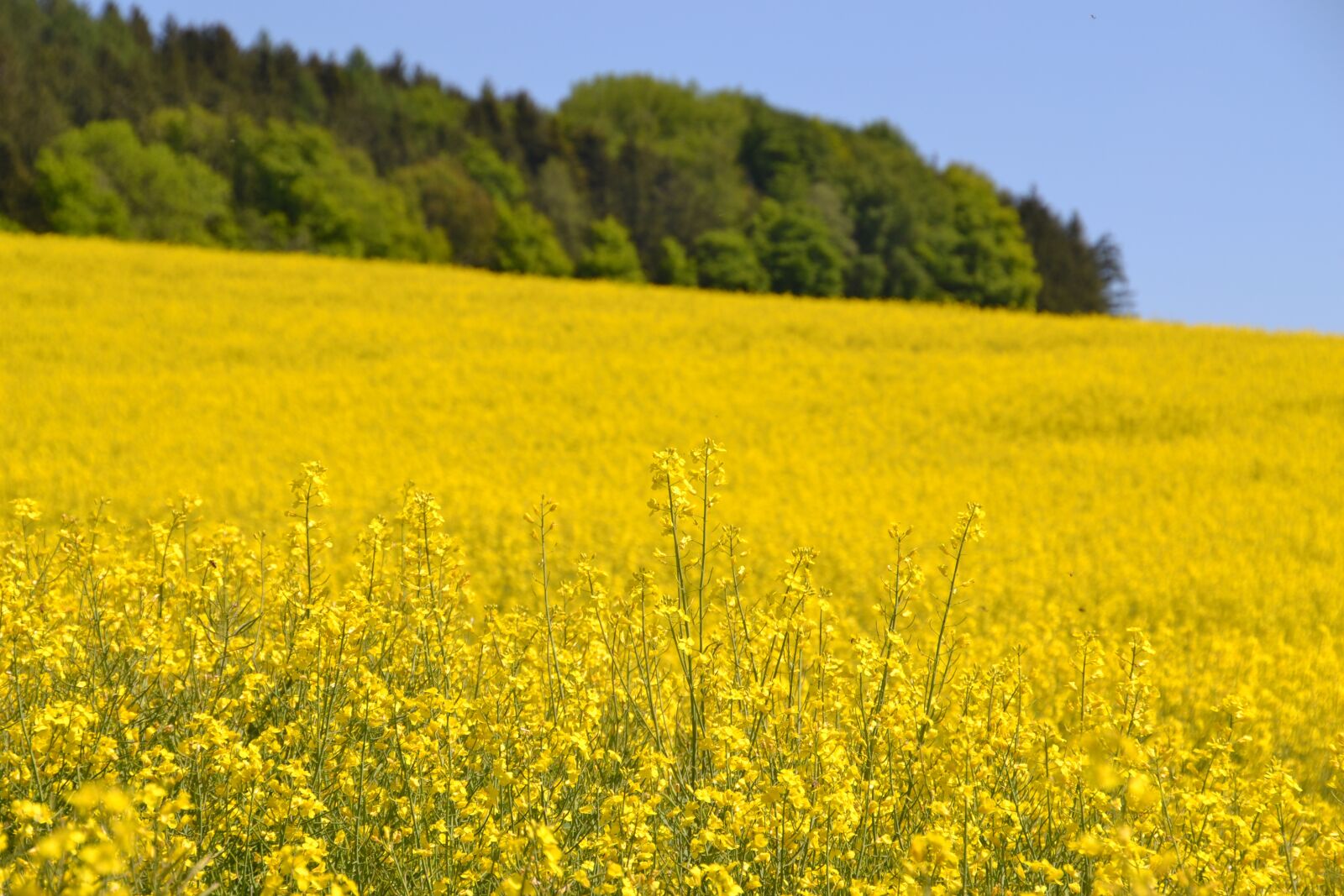 Nikon D3100 sample photo. Field, field of rapeseeds photography