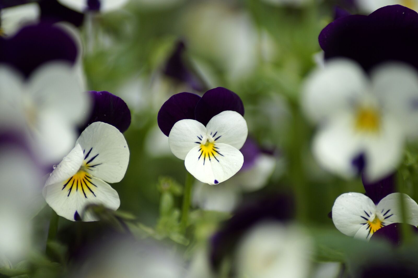 Sony SLT-A58 sample photo. Pansy, plant, purple photography