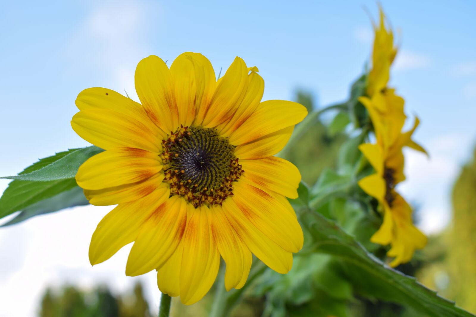 Nikon D5300 sample photo. Sunflower, summer, blossom photography