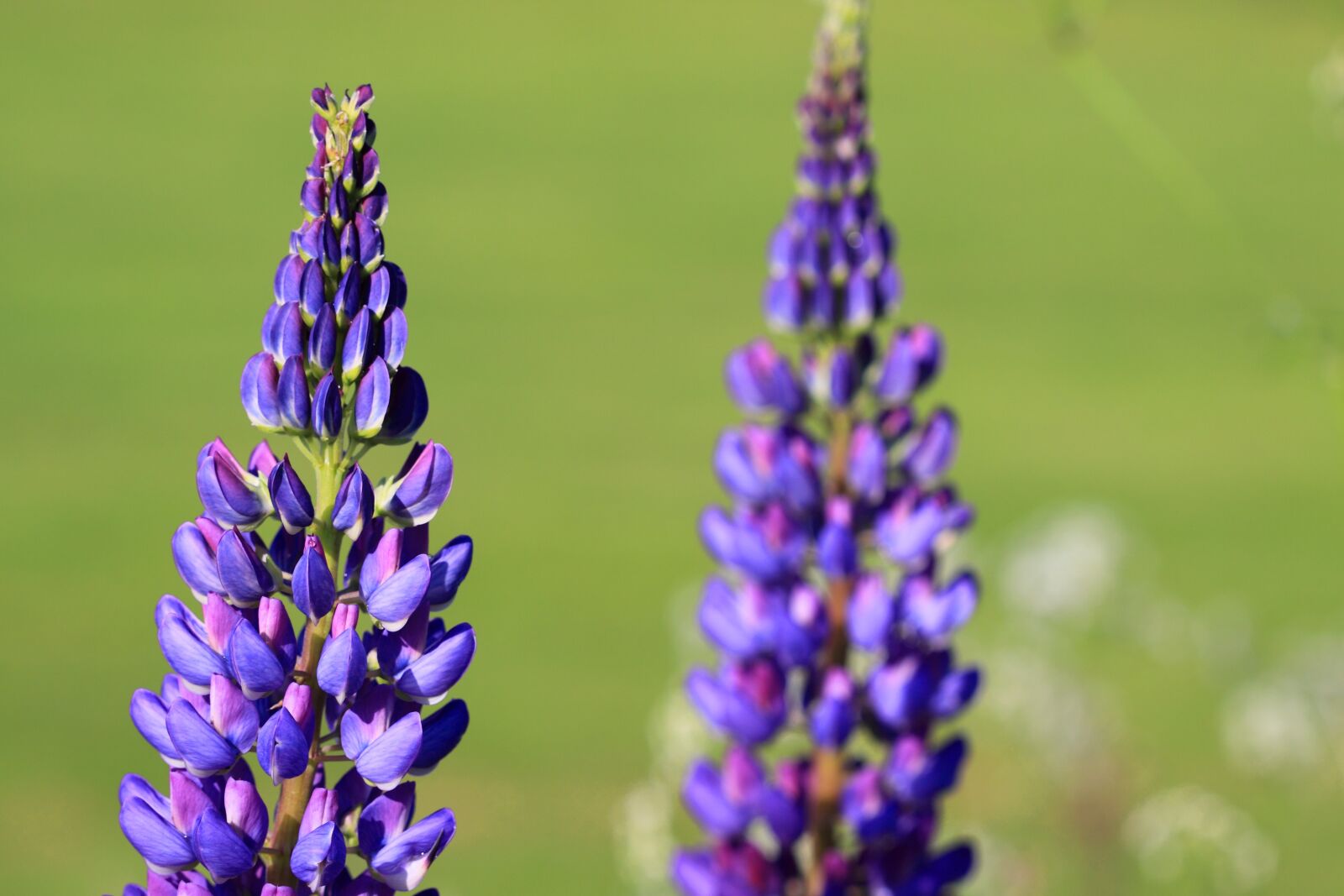 Canon EOS 50D sample photo. Beautiful, bloom, blossom, blue photography