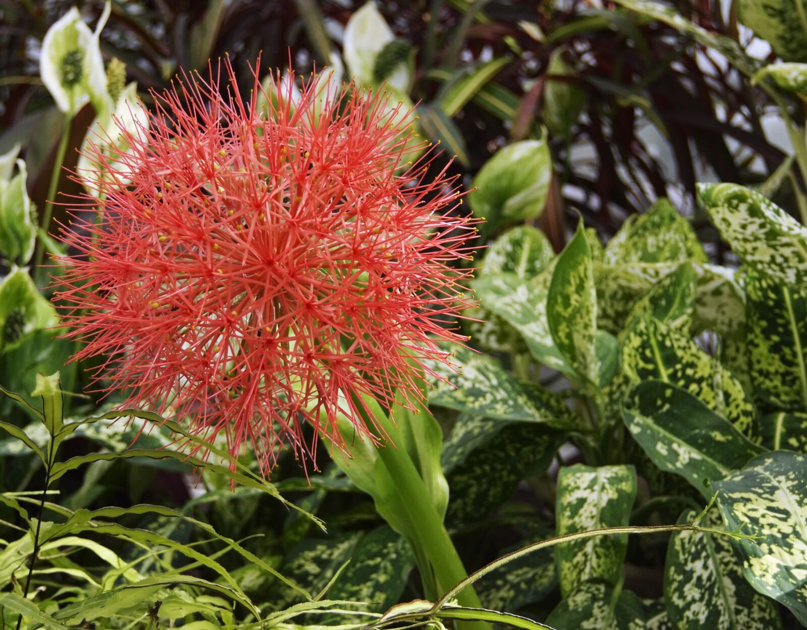 Nikon D5300 sample photo. Flower, pink, exotic photography