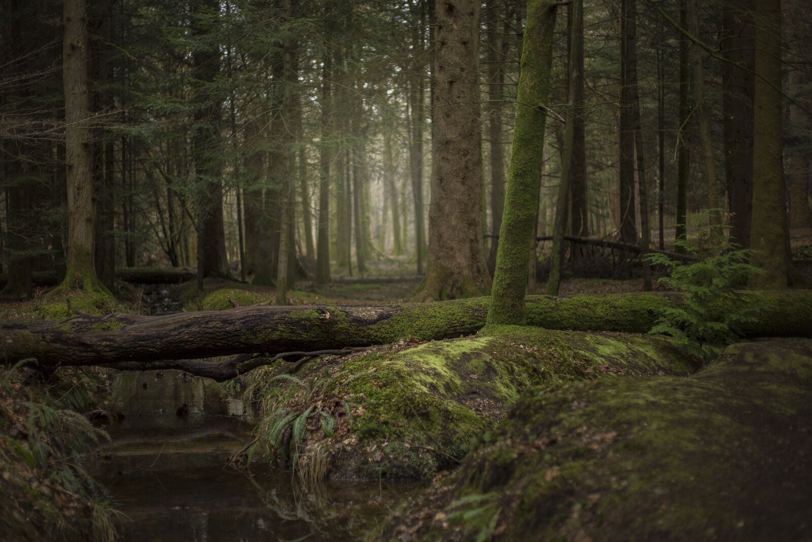 Canon EOS 5D Mark III sample photo. Forest, trees, nature photography