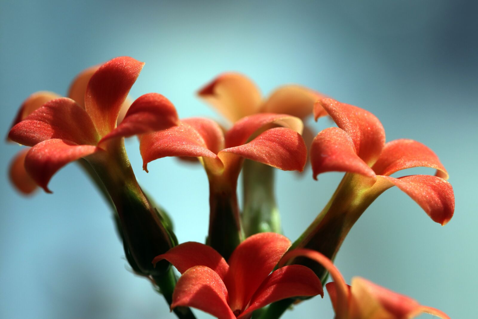 Canon EOS 800D (EOS Rebel T7i / EOS Kiss X9i) sample photo. Mini potted, flowers, potted photography