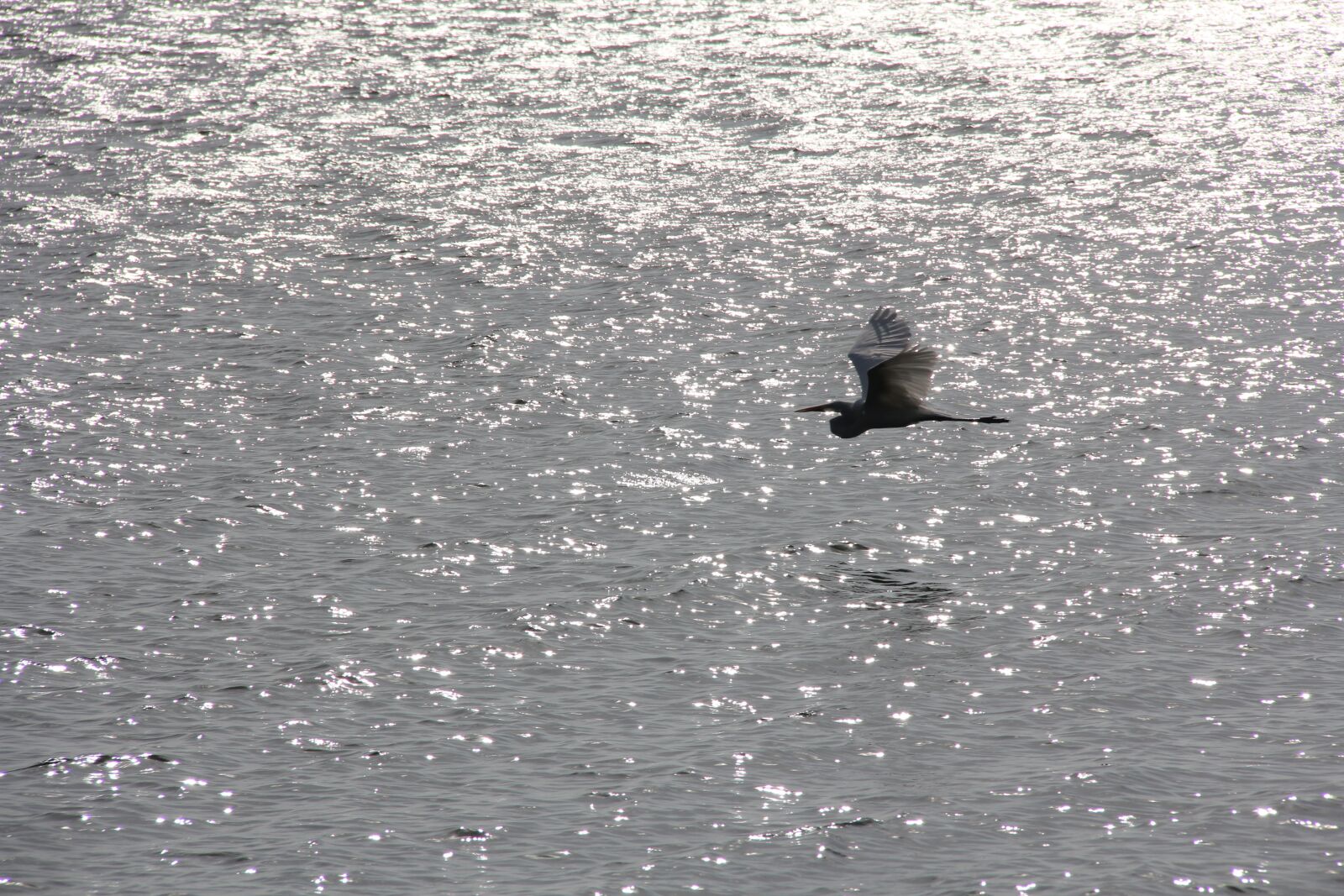 Canon EF-S 18-200mm F3.5-5.6 IS sample photo. Bird, fly, animals photography