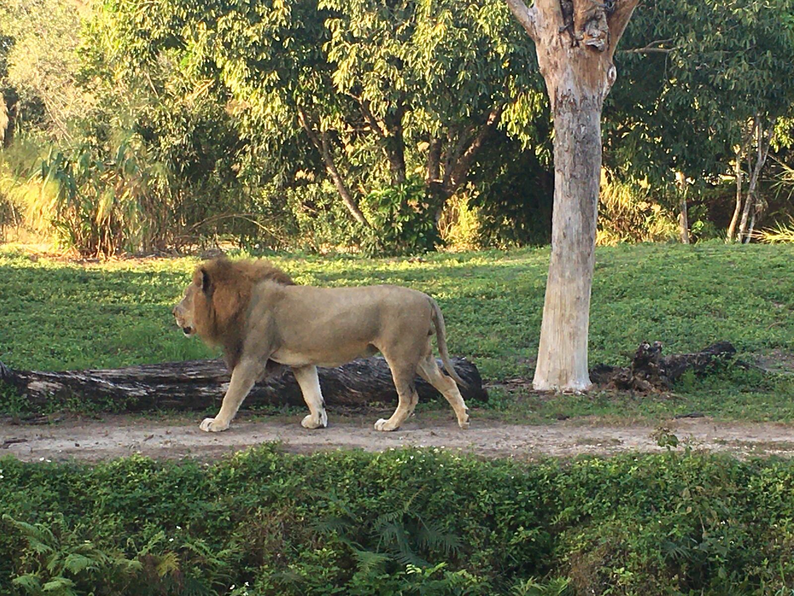 iPhone SE back camera 4.15mm f/2.2 sample photo. Lion, power, predator photography