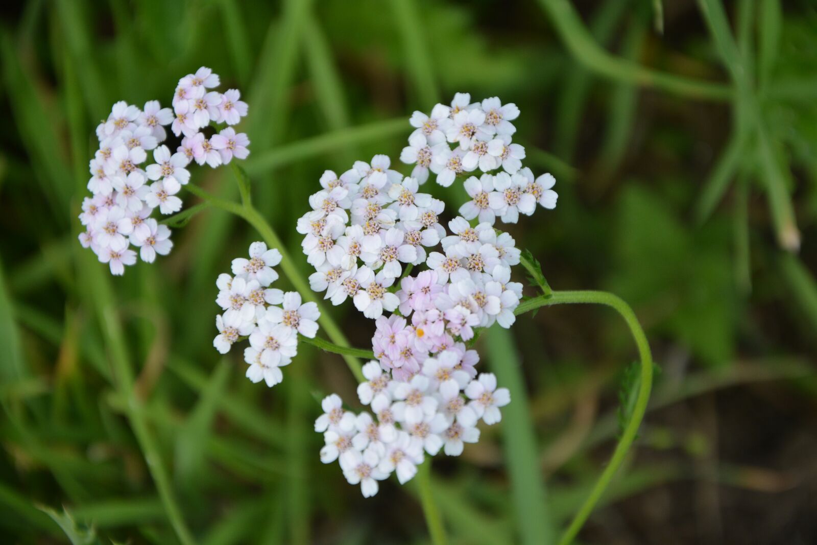 Nikon D5200 sample photo. Flowers, plants, plants flowering photography