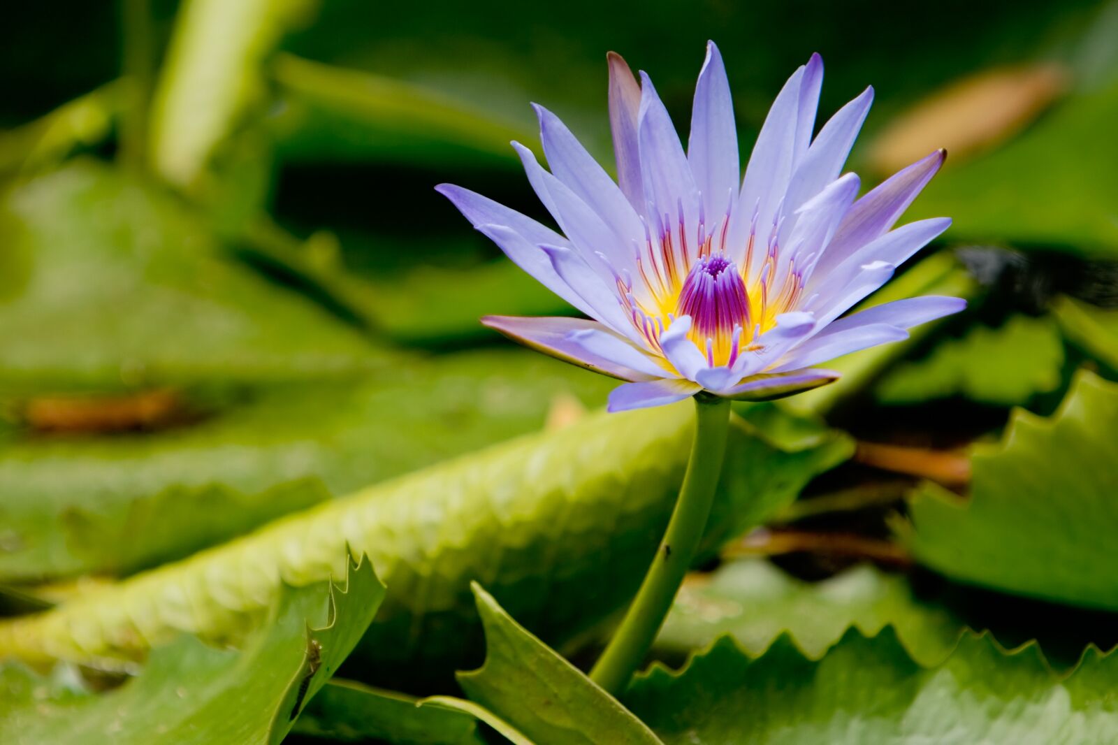 Canon EOS 400D (EOS Digital Rebel XTi / EOS Kiss Digital X) sample photo. Lotus, flower, meditation photography