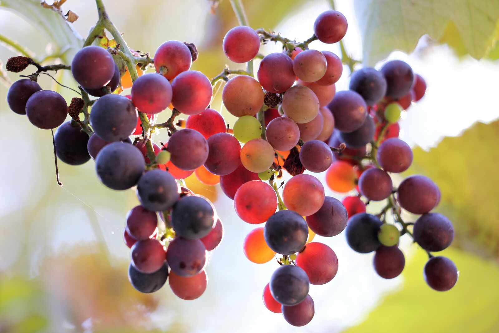 Canon EF 70-300 F4-5.6 IS II USM sample photo. Grapes isabella, red, black photography