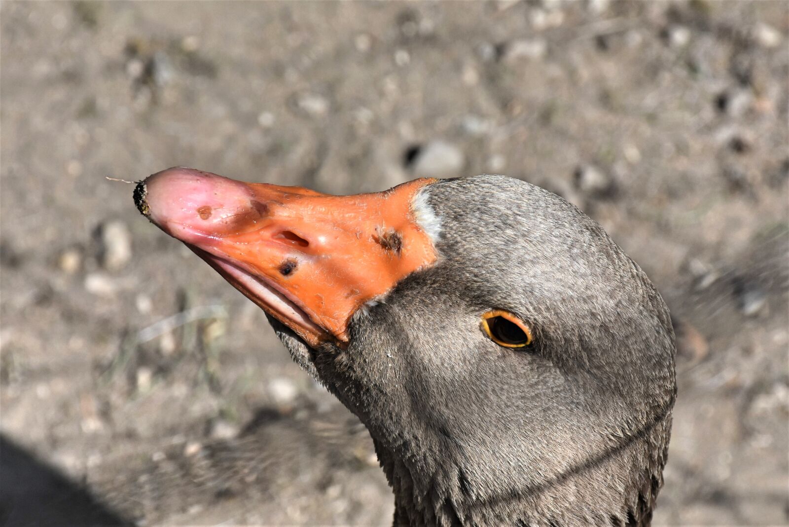 Nikon D7200 sample photo. Goose, poultry, bird photography