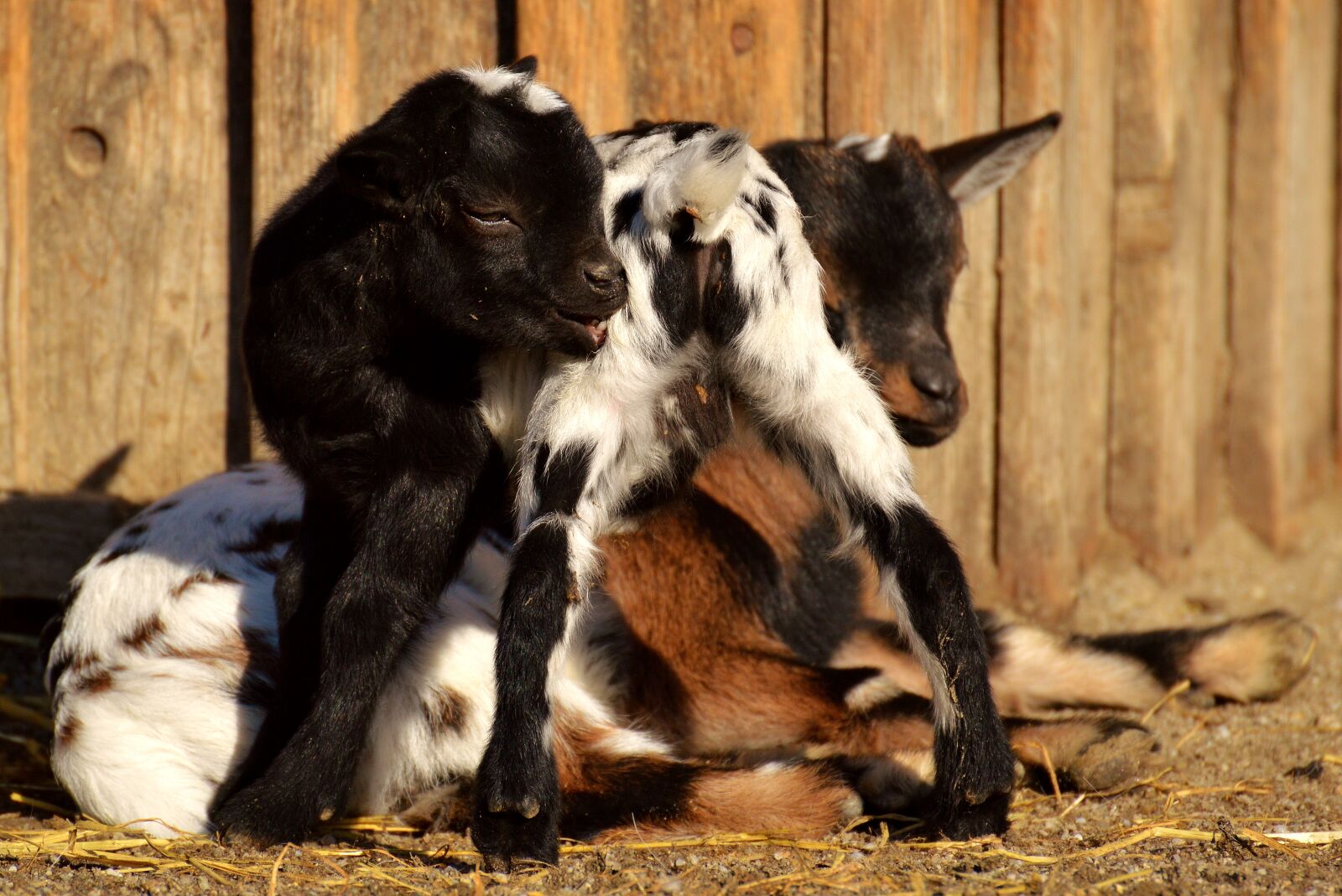 Nikon D3200 sample photo. Goat, wildpark poing, young photography