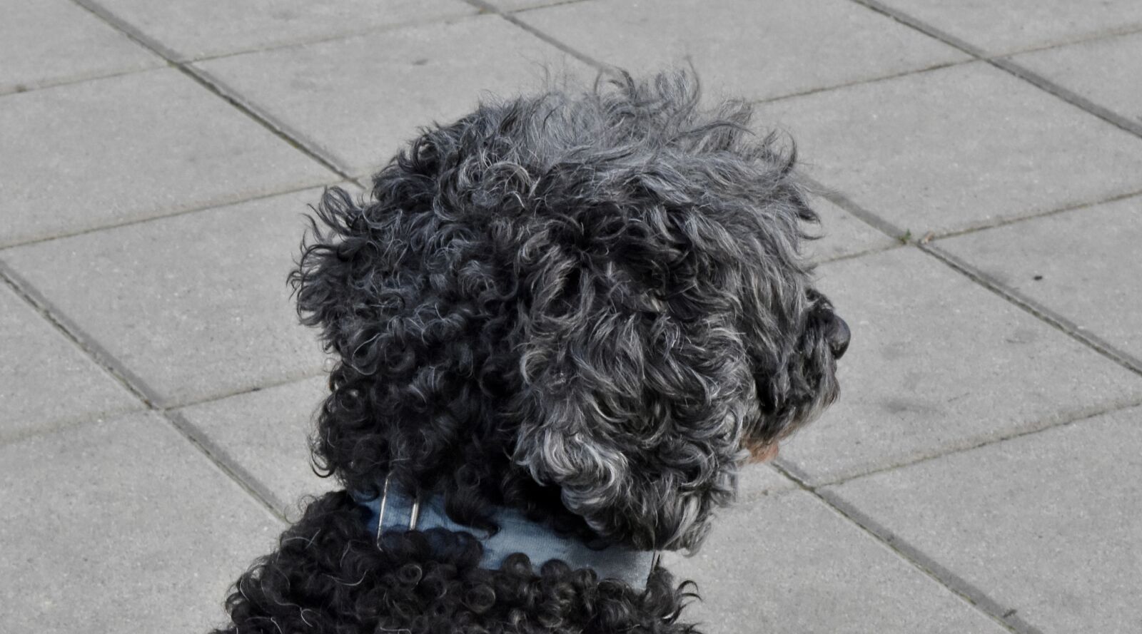 Nikon D5500 sample photo. Curl, dog, furry, side photography
