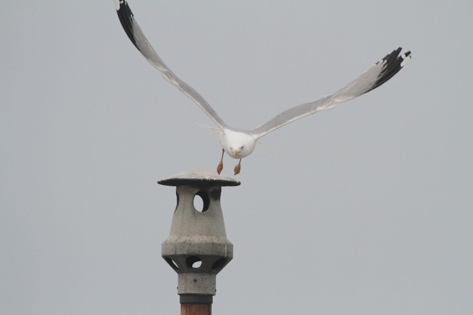 Canon EF 100-400mm F4.5-5.6L IS USM sample photo. Gull, fireplace, sky photography