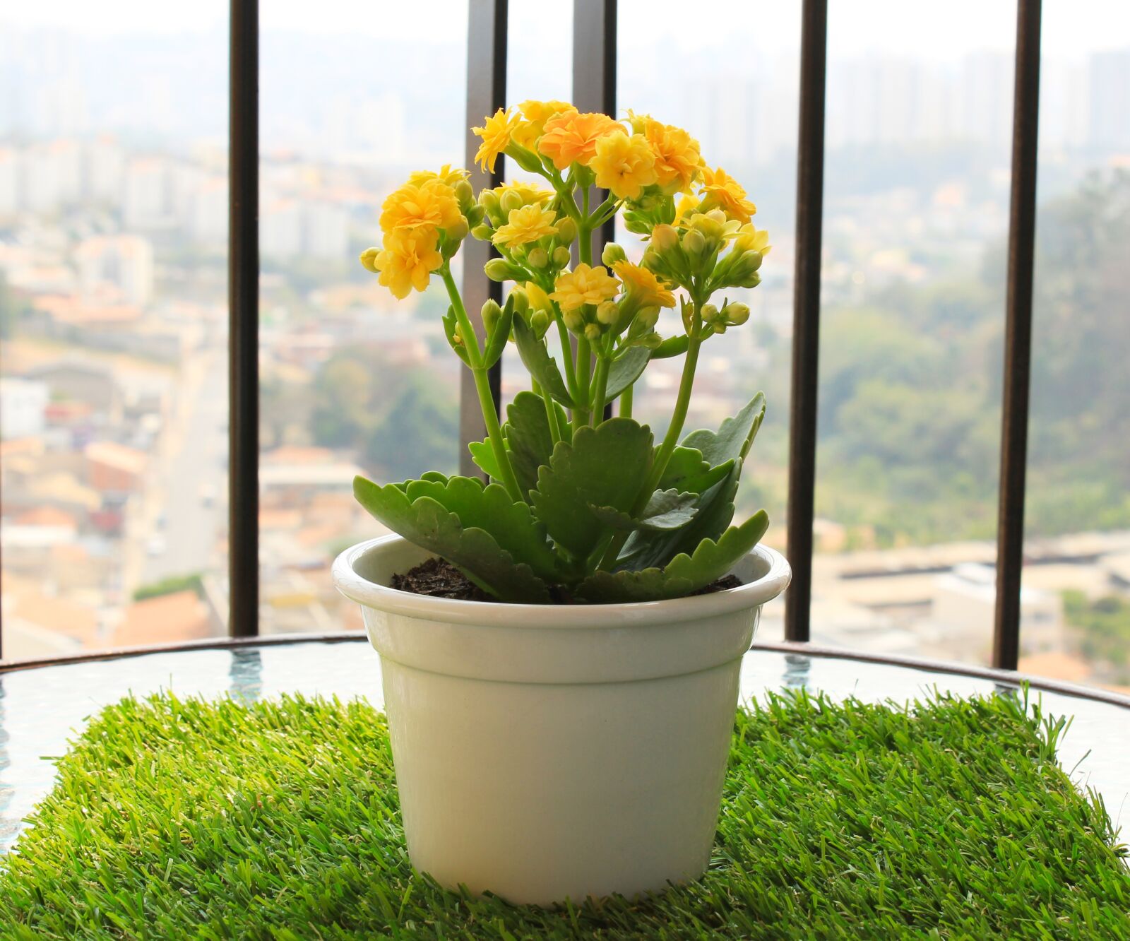 Canon EOS 1200D (EOS Rebel T5 / EOS Kiss X70 / EOS Hi) sample photo. Plant, flower, vase photography