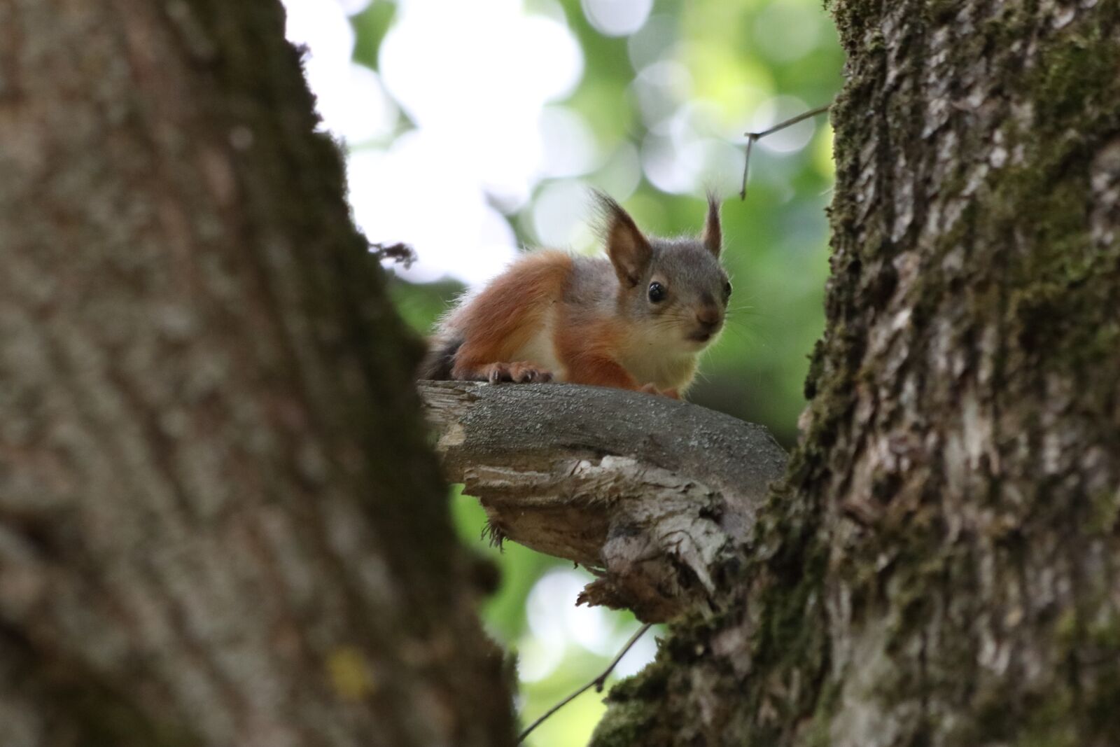 Canon EOS 77D (EOS 9000D / EOS 770D) + Canon EF 70-300mm F4-5.6 IS USM sample photo. Squirrel, little, tree photography