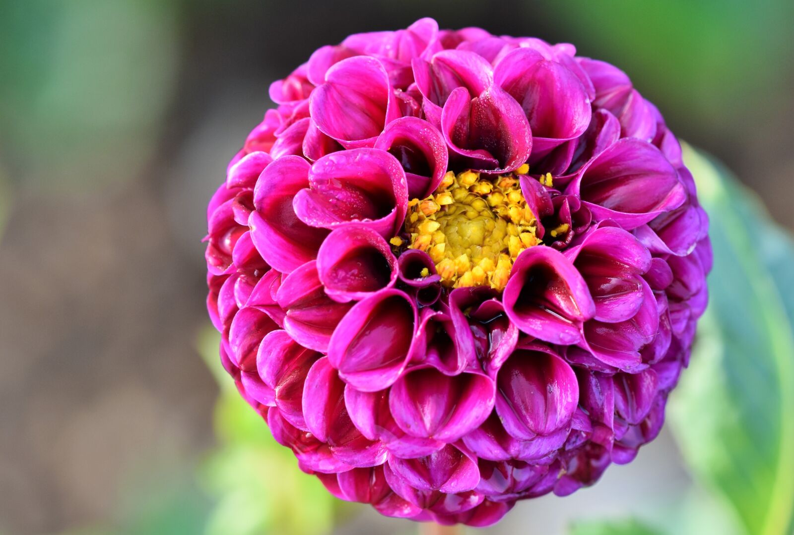 Nikon D7200 sample photo. Dahlia, dahlias bud, flower photography