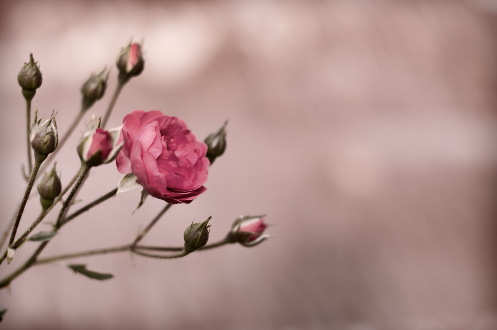 Nikon D5000 sample photo. Flower, nature, flora photography