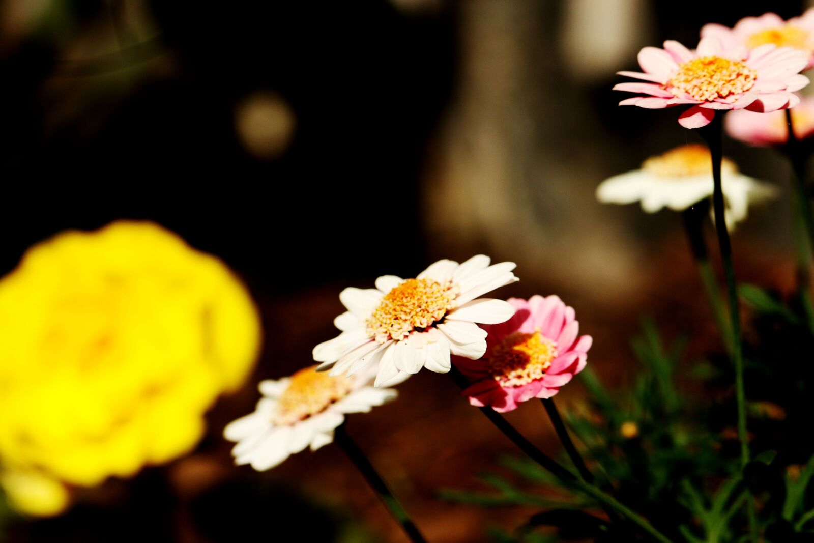 Canon EOS 7D Mark II sample photo. Flowers, summer flowers, garden photography
