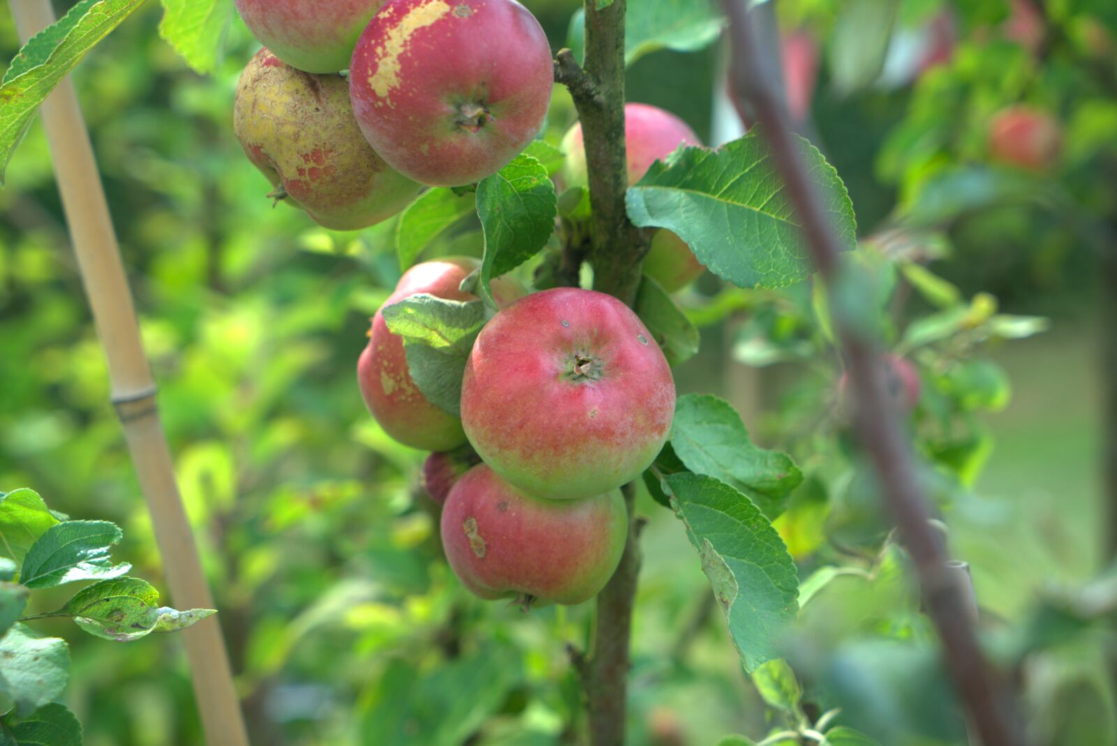 Sony a7 II + Sony Vario Tessar T* FE 24-70mm F4 ZA OSS sample photo. Apple, tree, fruit photography