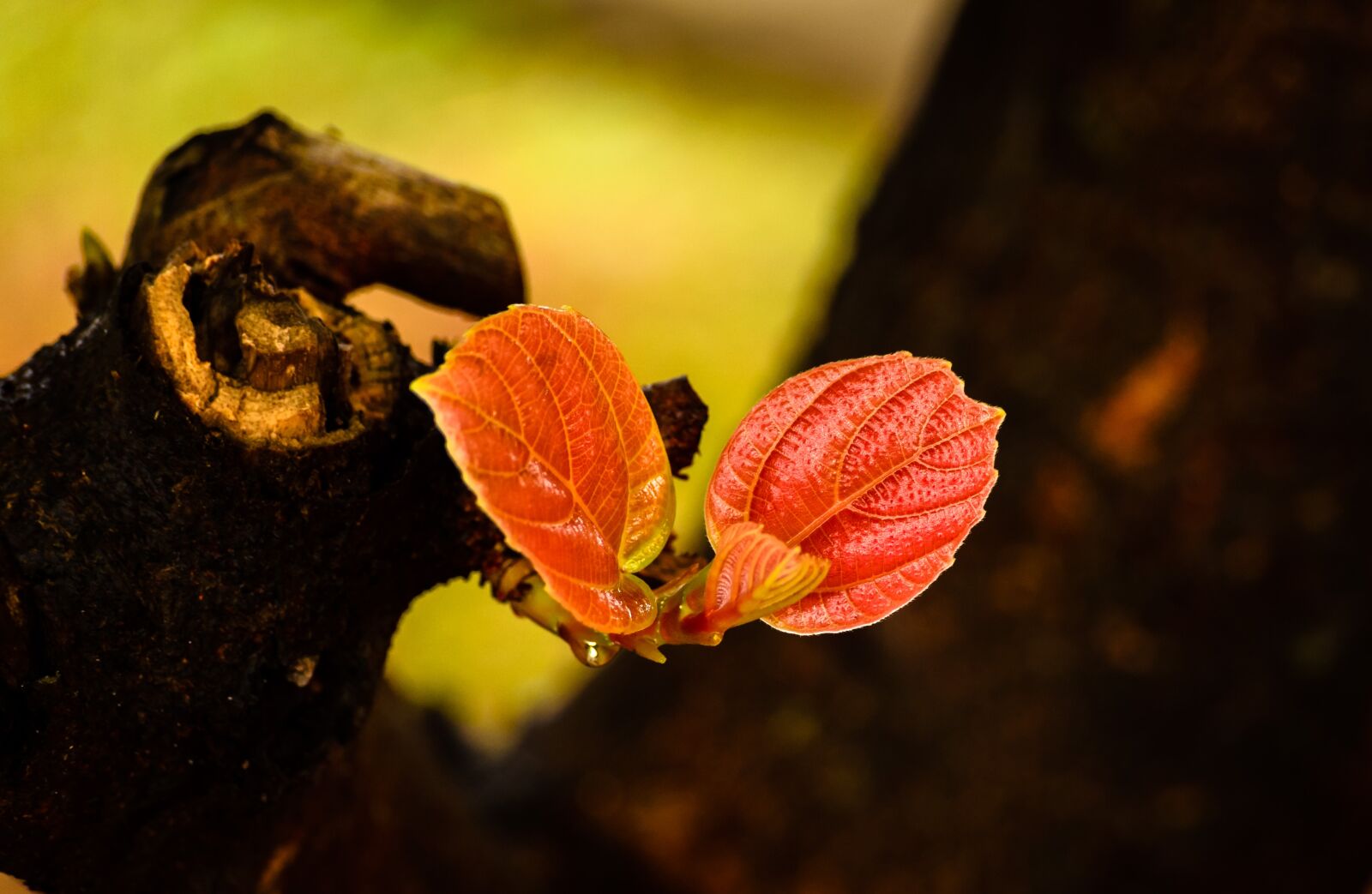 Nikon D7000 sample photo. Nature, tree, leaf photography