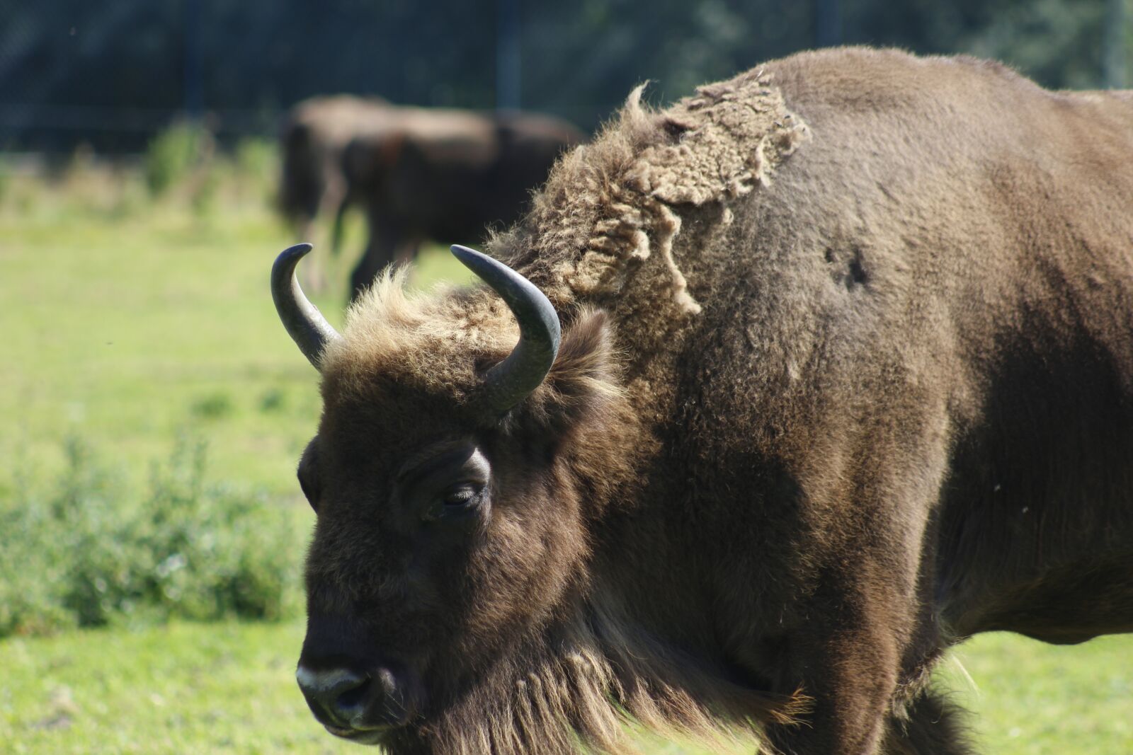 Canon EF 75-300mm f/4-5.6 USM sample photo. Buffalo, zoo, travel photography