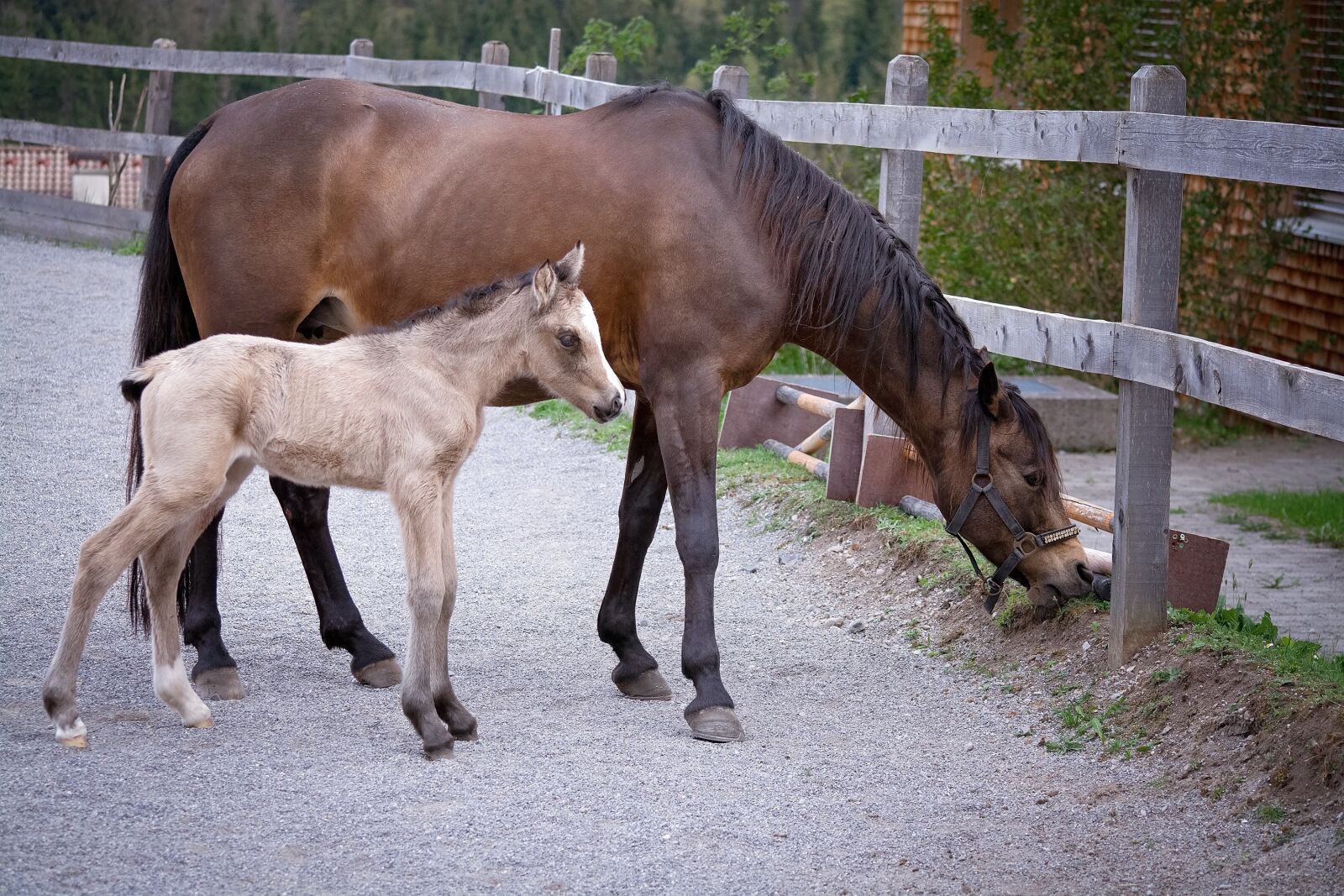 Nikon D7100 sample photo. Horse, pony, mare photography
