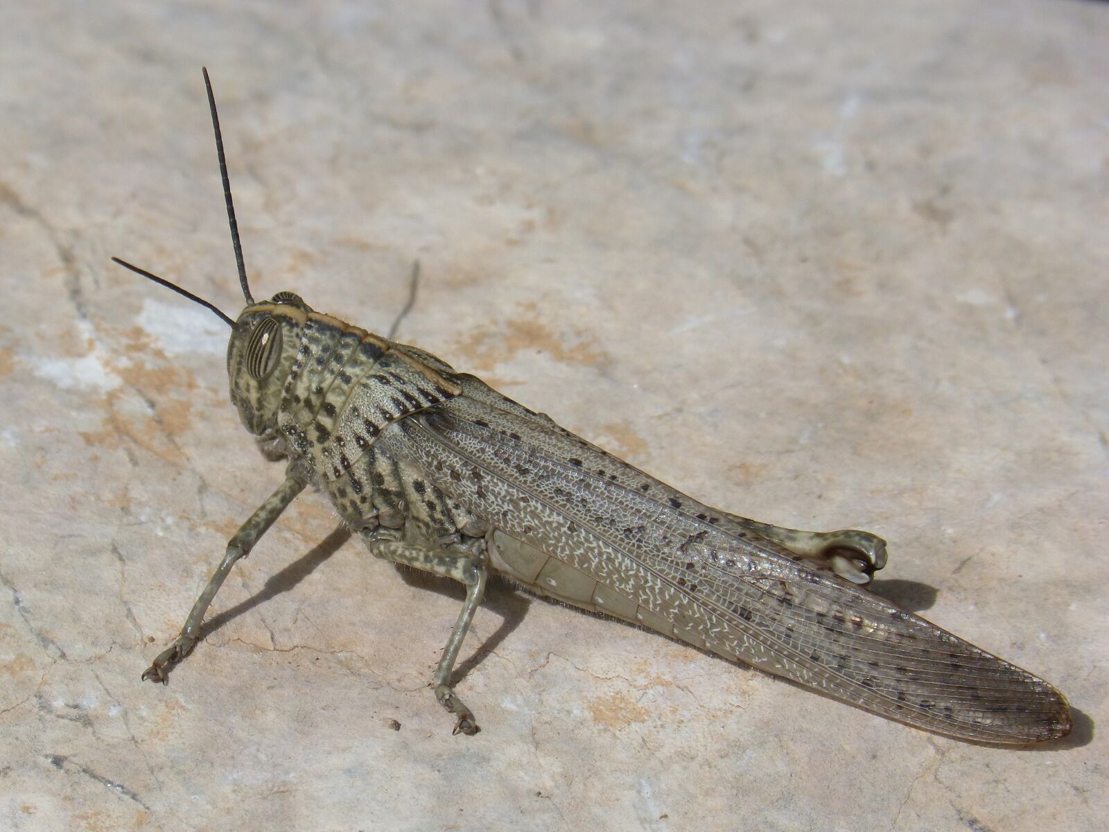 Panasonic DMC-FZ62 sample photo. Grasshopper, lobster ort ptero photography
