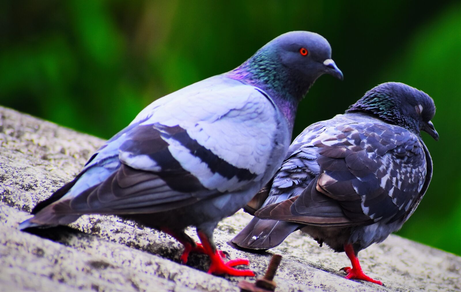 Nikon D5600 sample photo. Bird, nature, wildlife photography