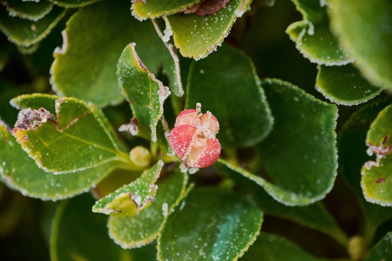 Nikon D7200 sample photo. Buds ice cream, garden photography