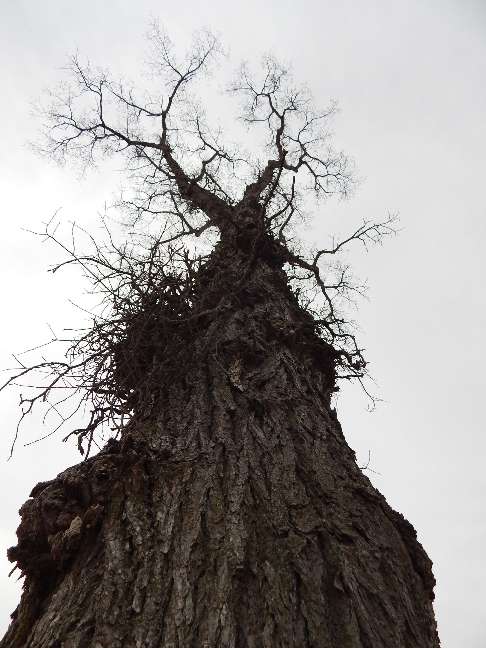 Nikon Coolpix L820 sample photo. Tree, earth, sky photography