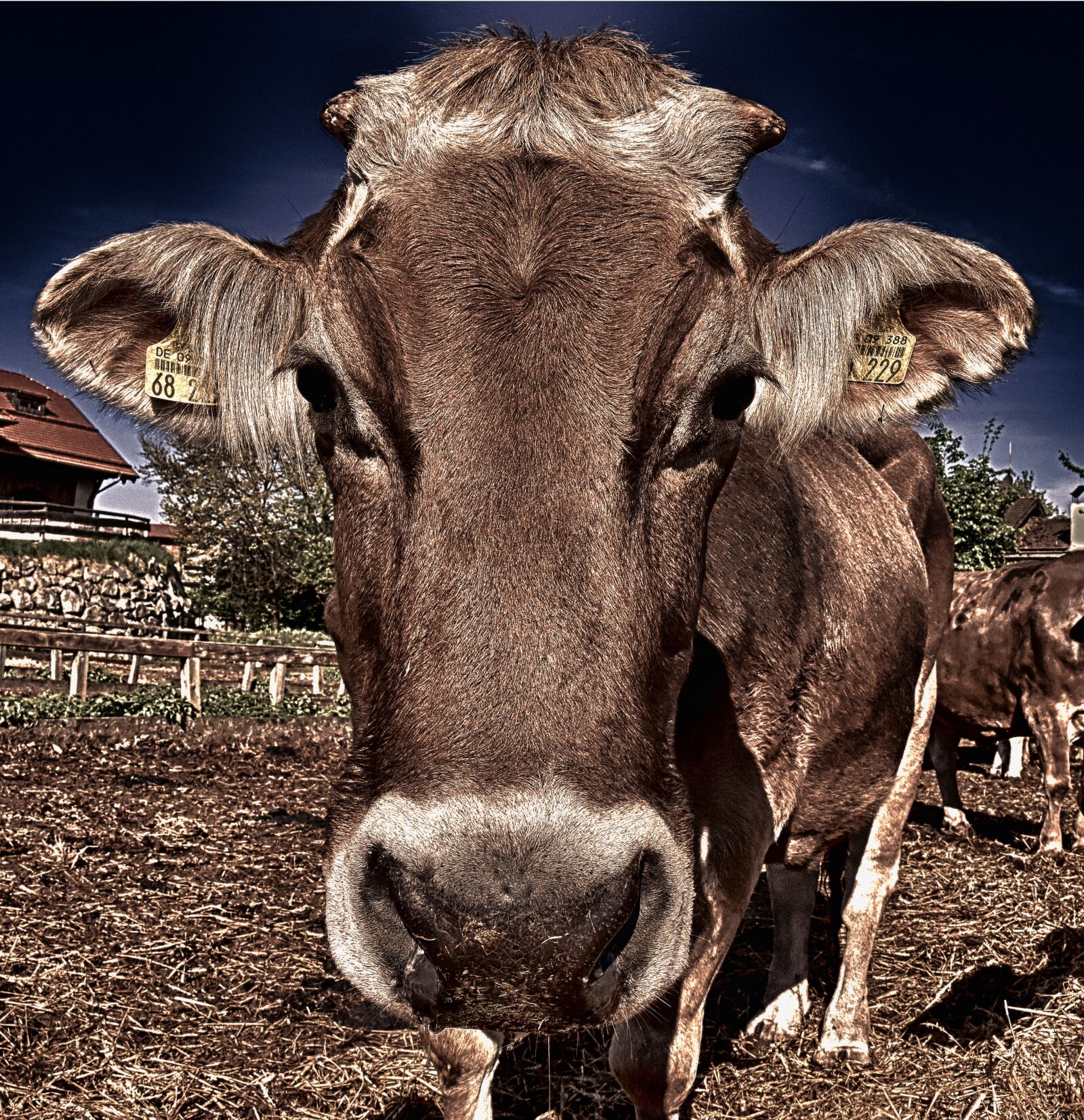 Nikon D7200 sample photo. Cow, beef, snout photography